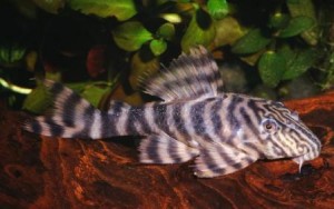 L002 Tiger Pleco Panaque  Panaqolus sp.