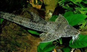 L010 Loricaria lata