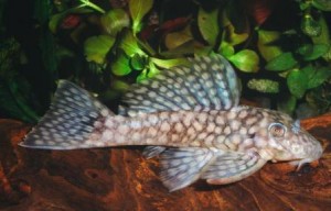 L020 Polka Dot Oligancistrus sp.