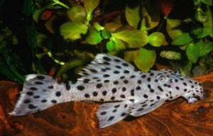 L264 Sultan Pleco