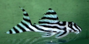 L_46_Hypancistrus_zebra