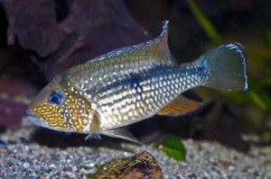 Inca Stone Cichlids