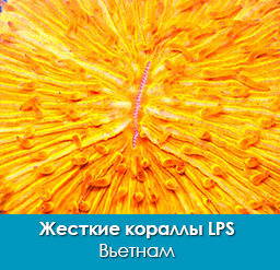 lps_1
