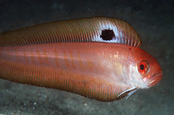 acanthocepola-indica_importfish