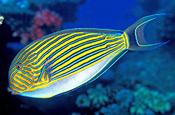 acanthurus-lineatus_importfish