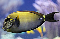 acanthurus-maculiceps_importfish