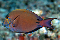 acanthurus-nigrofuscus_importfish