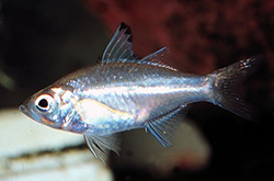 ambassis-natalensis_importfish