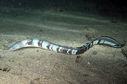 ashen-conger-eel_importfish