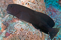 atrosalarias-fuscus_importfish