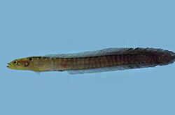 blennodesmus-scapularis_importfish