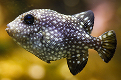 canthidermis-maculatus_importfish