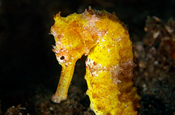 common-seahorse_importfish