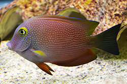 ctenochaetus-sp_importfish