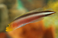 double-striped-dottyback-orange_importfish