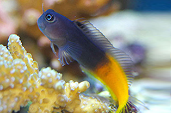 ecsenius-bicolor_importfish