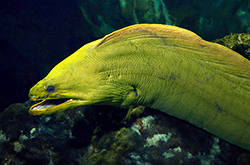 green-moray-eel_importfish