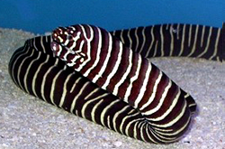 gymnomuraena-zebra_importfish