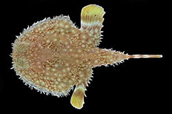 halieutichthys-aculeatus_importfish