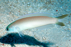 hoplolatilus-cuniculus_importfish