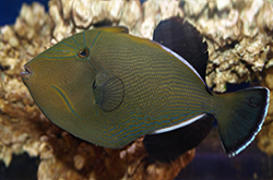 melichthys-indicus_importfish
