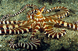 octopus-zebra_importfish