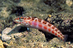 parapercis-schauinslandi_importfish