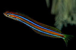 plagiotremus-rhinorhynchos_importfish