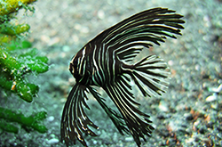 platax-batavianus_importfish