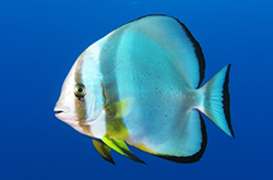 platax-orbicularis_importfish