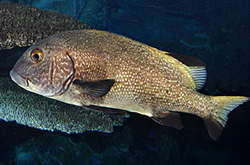 plectorhinchus-albovittatus_importfish