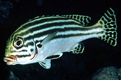 plectorhinchus-lineatus_importfish