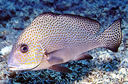 plectorhinchus-picus_importfish