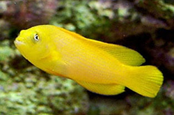 pseudochromis-aureus_importfish