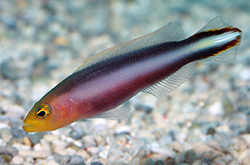 pseudochromis-bitaeniatus_importfish