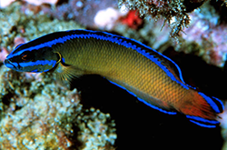 pseudochromis-dutoiti_importfish