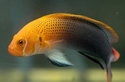 pseudochromis-moorei_importfish