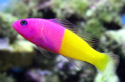 pseudochromis-paccagnelae_importfish