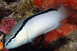 pseudochromis-perspicillatus_importfish