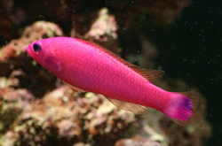 pseudochromis-sp-pink-dottyback_importfish
