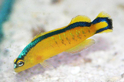 pseudochromis-tapeinosoma_importfish