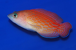 red-spotted-dottyback_importfish