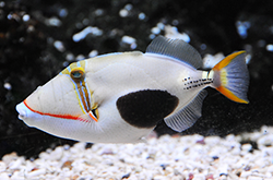 rhinecanthus-verrucosus_importfish