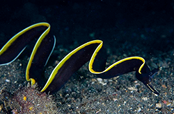 ribbon-eel-blackjuv_importfish
