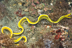 ribbon-eel-yellowfemale_importfish
