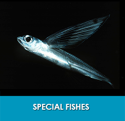 special_fishes_importfish