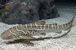 stegostoma-varium_importfish