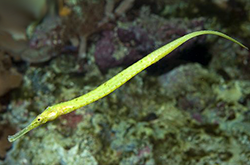 syngnathoides-biaculeatus_importfish