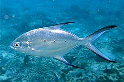 trachinotus-baillonii_importfish