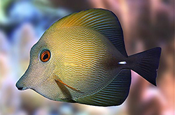 zebrasoma-scopas_importfish